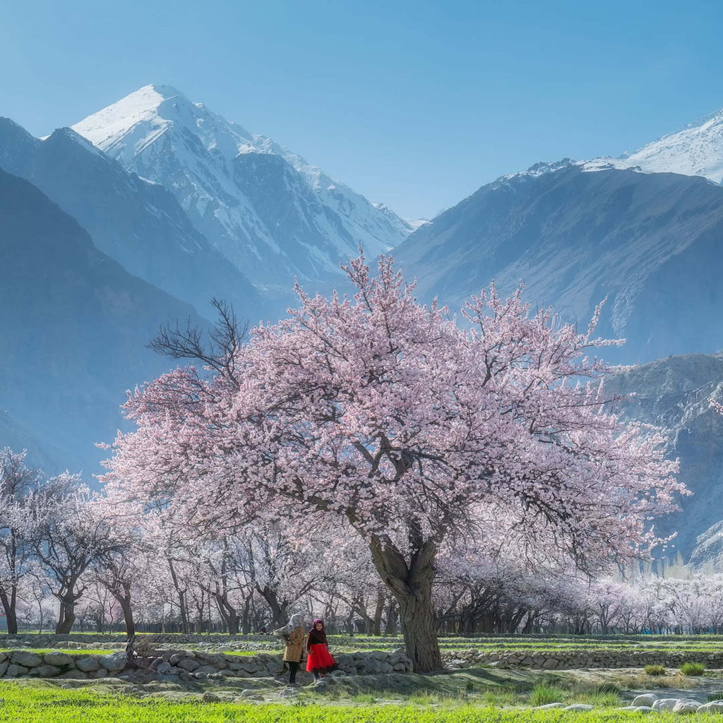 Cherry Blossom Pakistan Tour - 11 Day Luxury Experience