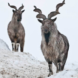 5-Day Quetta & Ziarat Tour